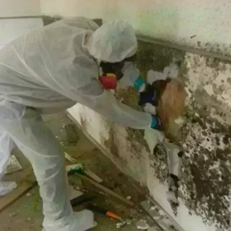 Mold Remediation and Removal in Lonaconing, MD